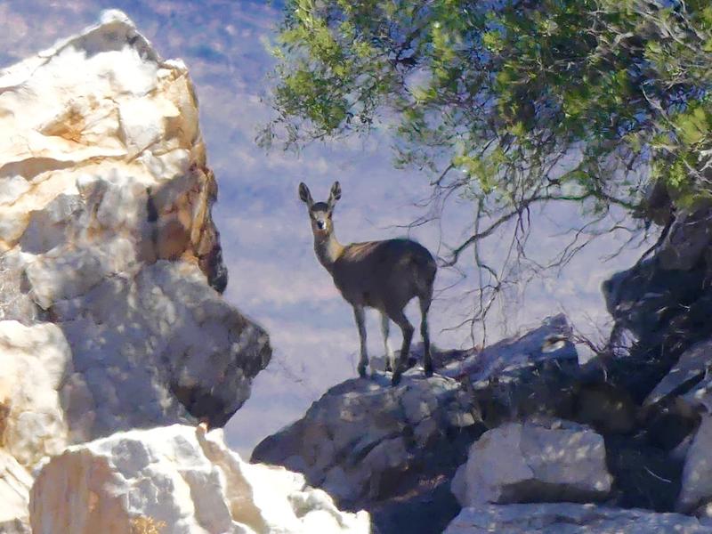 0 Bedroom Property for Sale in Laingsburg Western Cape